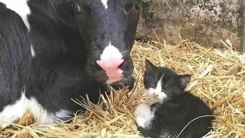 Apakah si kucing mengira sapi itu adalah ibunya? Foto: Bored Panda