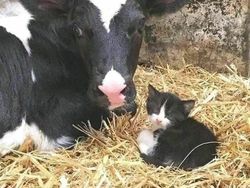 Deretan Foto Absurd yang Bikin Bingung Sendiri