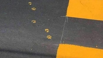 Sepertinya tidak ada larangan kucing menerjang cat baru ini. Foto: Bored Panda