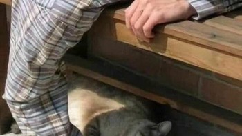 Sungguh baik hati pria ini, tidur sambil membelai kucing. Foto: Bored Panda