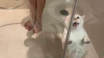 Sepertinya kucing ini tidak suka dimandikan dan berteriak minta tolong. Foto: Bored Panda