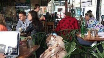 Kasihan anjing ini, sepertinya kedinginan. Foto: Bored Panda