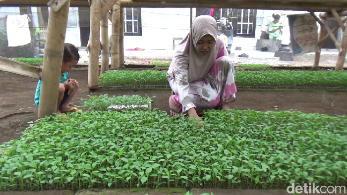 ibu rumah tangga membuat bibit cabai di lumajang