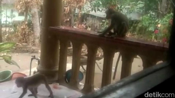 Kawanan monyet liar di Blitar menyerbu kampung