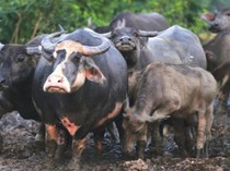 Sumsel Ajukan 10 Ribu Vaksin Atasi Penyakit Kerbau Ngorok