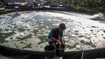 Melihat Budi Daya Udang Vaname Sistem Bioflok di Maluku Utara