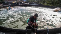 Kolam budi daya udang vaname yang menggunakan sistem bioflok itu dibangun menggunakan Dana Alokasi Khusus (DAK) dari Kementerian Kelautan dan Perikanan tahun 2022 senilai Rp 900 juta .  