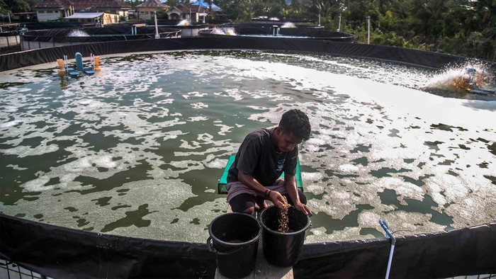 Melihat Budi Daya Udang Vaname Sistem Bioflok Di Maluku Utara