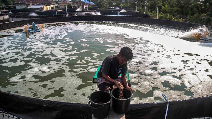 Melihat Budi Daya Udang Vaname Sistem Bioflok di Maluku Utara Pekerja memberi makan udang di Kolam tambak budidaya udang vaname di Dowora, Kota Tidore Kepulauan, Maluku Utara, Senin (27/11/2023). Kolam tambak budidaya udang vaname yang menggunakan sistem bioflok itu dibangun menggunakan Dana Alokasi Khusus (DAK) dari Kementerian Kelautan dan Perikanan (KKP) Tahun 2022 senilai Rp900 juta melalui program kampung budaya guna meningkatkan produktivitas perikanan udang vaname di daerah itu . ANTARA FOTO/Andri Saputra/nz.