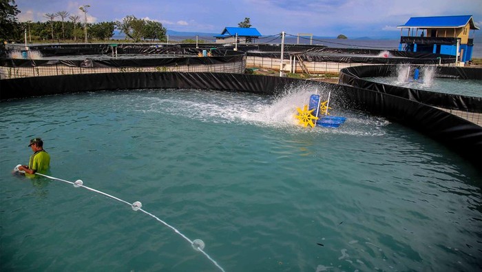 Pekerja memberi makan udang di Kolam tambak budidaya udang vaname di Dowora, Kota Tidore Kepulauan, Maluku Utara, Senin (27/11/2023). Kolam tambak budidaya udang vaname yang menggunakan sistem bioflok itu dibangun menggunakan Dana Alokasi Khusus (DAK) dari Kementerian Kelautan dan Perikanan (KKP) Tahun 2022 senilai Rp900 juta melalui program kampung budaya guna meningkatkan produktivitas perikanan udang vaname di daerah itu . ANTARA FOTO/Andri Saputra/nz.