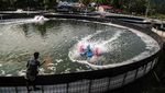Melihat Budi Daya Udang Vaname Sistem Bioflok di Maluku Utara