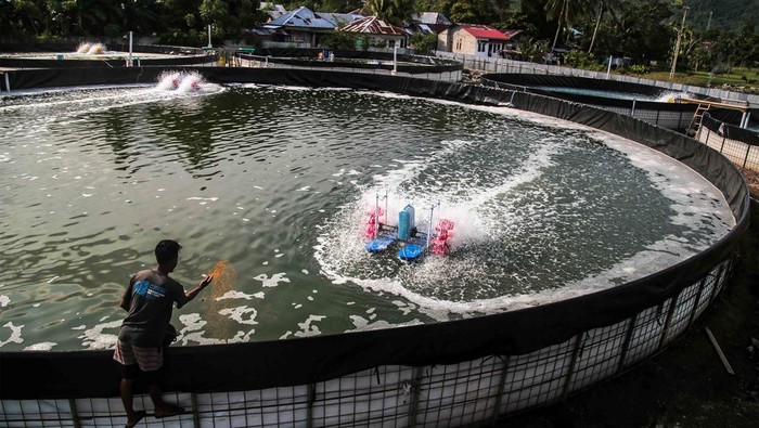 Pekerja memberi makan udang di Kolam tambak budidaya udang vaname di Dowora, Kota Tidore Kepulauan, Maluku Utara, Senin (27/11/2023). Kolam tambak budidaya udang vaname yang menggunakan sistem bioflok itu dibangun menggunakan Dana Alokasi Khusus (DAK) dari Kementerian Kelautan dan Perikanan (KKP) Tahun 2022 senilai Rp900 juta melalui program kampung budaya guna meningkatkan produktivitas perikanan udang vaname di daerah itu . ANTARA FOTO/Andri Saputra/nz.