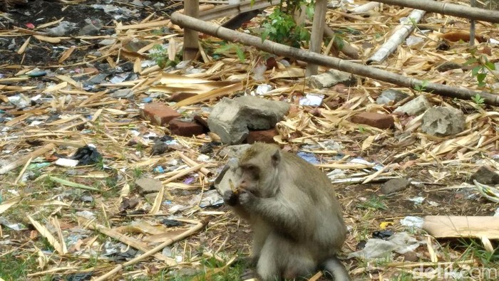 Monyet di situs Sunan Kalijaga Kecamatan Harjamukti, Kota Cirebon.
