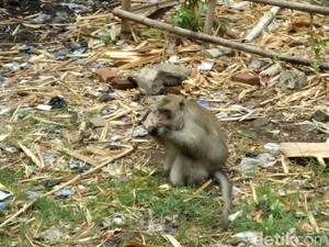 Kisah 99 Santri Sunan Kalijaga yang Dikutuk Jadi Monyet