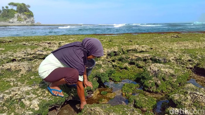 Neneng menunjukan kerang hasil tangkapannya