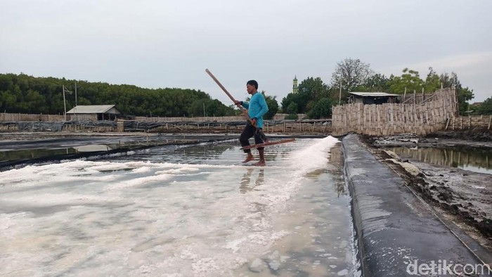Petani garam di Probolinggo