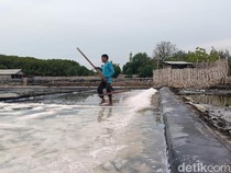 Target Produksi Garam Probolinggo Optimis Tercapai Terbantu Kemarau Panjang