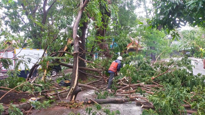 Pohon tumbang di Makassar.