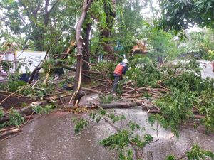 RTH Makassar Rawan Pohon Tumbang, Hindari Parkir Saat Hujan-Angin Kencang