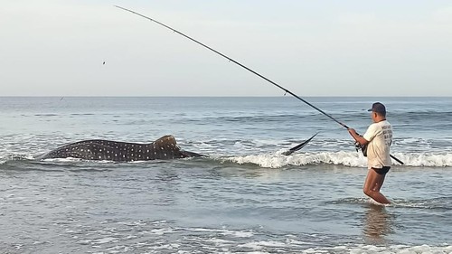Seekor hiu paus atau hiu tutul kembali terdampar di Pantai Yehkuning, Pekutatan, Jembrana, Bali, Senin (27/11/2023). (Foto: Istimewa)