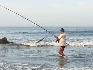 Hiu Paus Terdampar di Pantai Bali, Diselamatkan Turis Asing