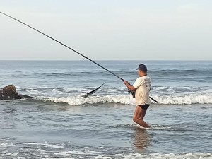 Hiu Paus Kembali Terdampar di Pantai Yehkuning, Dievakuasi Wisatawan Asing