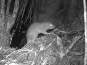 Spesies Tikus Raksasa Langka Terekam di Kepulauan Solomon, Kini Terancam Punah