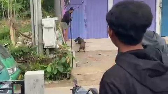 Babi hutan yang muncul di pemukiman warga KBB