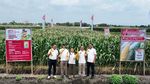Benih Jagung Manis Berkualitas dan Berkelanjutan