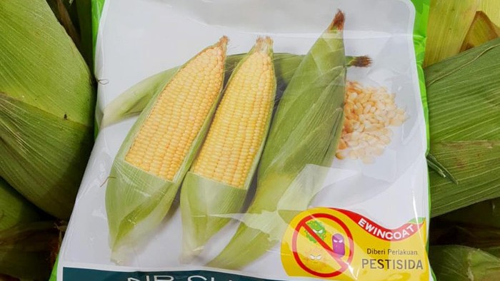 Benih Jagung Manis Berkualitas dan Berkelanjutan PT East West Seed Indonesia perusahaan benih sayuran terpadu pertama di Indonesia yang memiliki komitmen sebagai Sahabat Petani yang paling baik.