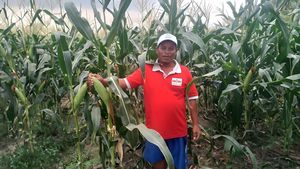 Benih Jagung Manis Berkualitas dan Berkelanjutan