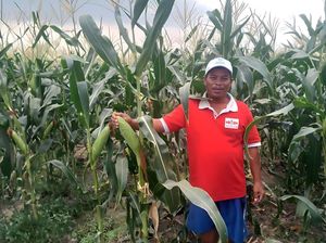Benih Jagung Manis Berkualitas dan Berkelanjutan