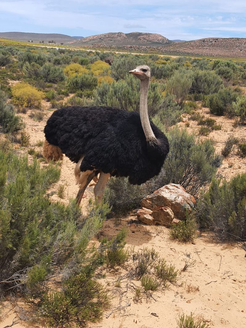 Bersaafari di Cape Town, Afrika Selatan