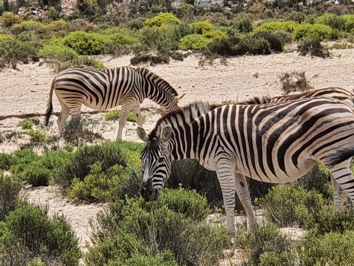 Bersaafari di Cape Town, Afrika Selatan