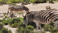 Di urutan kedua kota terbaik dalam daftar Time Out adalah Cape Town, Afrika Selatan. Responden menilai kota itu indah, dengan perpaduan laut, lanskap kota, dan pegunungan yang spektakuler (Foto: dok Istimewa)