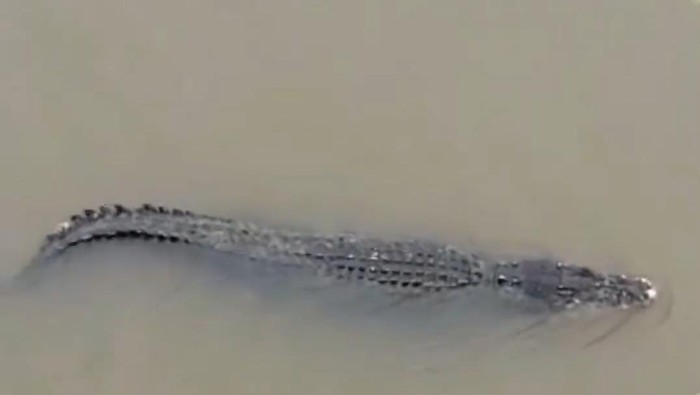 Heboh penampakan buaya muara yang muncul di Sungai Lalan