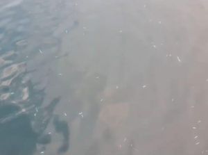 Heboh Ikan Mati Mendadak di Perairan Halmahera Selatan, DKP Selidiki
