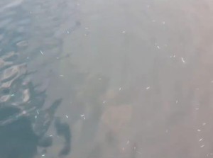Heboh Ikan Mati Mendadak di Perairan Halmahera Selatan, DKP Selidiki