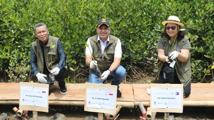 Penanaman mangrove