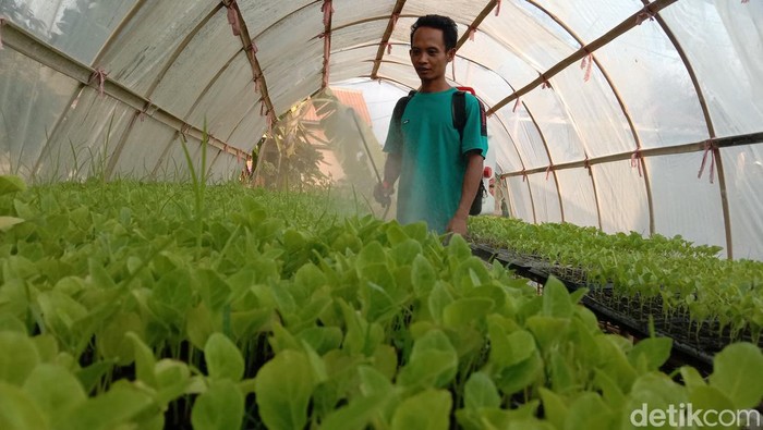 Petani hortikultura di Indramayu.