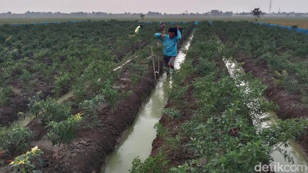 Petani hortikultura di Indramayu.