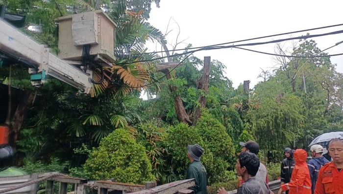 pohon tumbang di Surabaya