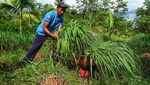 Potret Pemanfaatan Serai Jadi Minyak Urut hingga Karbol