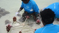 Kegiatan ini untuk menjaga kondisi dan kelestarian ekosistem terumbu karang di kawasan Pulau Apimasum. 