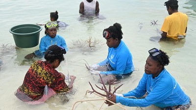 Potret Rehabilitasi Terumbu Karang di Pulau Apimasum