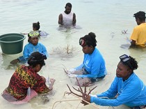Potret Rehabilitasi Terumbu Karang di Pulau Apimasum