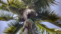 Salah satu pelaku usaha kopra yang ada di Desa Palaes adalah Nikson Sanggelorang. Ia sudah menjadi petani dari tahun 2005. Untuk memproses kelapa menjadi kopra, 3 orang pegawai nikson harus memanjat pohon kelapa dan mengambil kelapa yang sudah tua. 
