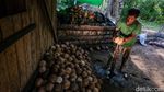 Raup Puluhan Juta, Laris Manis Usaha Kopra Desa Palaes