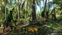 Kelapa 3 bulan sekali dipanen, kalau dihitung-hitung sekali panen dapat 6 ton bersihnya.  