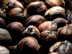 Ternyata, Bukan Cuma Durian, Kelapa Juga Dilarang Dibawa di Pesawat